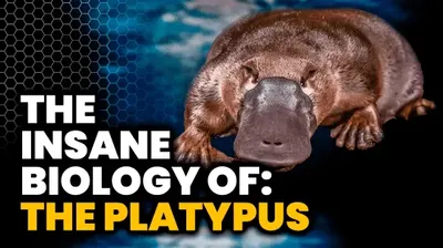 YouTube thumbnail: the insane biology of the platypus