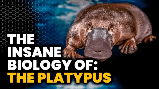 YouTube thumbnail: The insane biology of the platypus